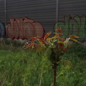 Graffiti - Interdisziplinäre und kontemporäre Perspektiven vielfalltag